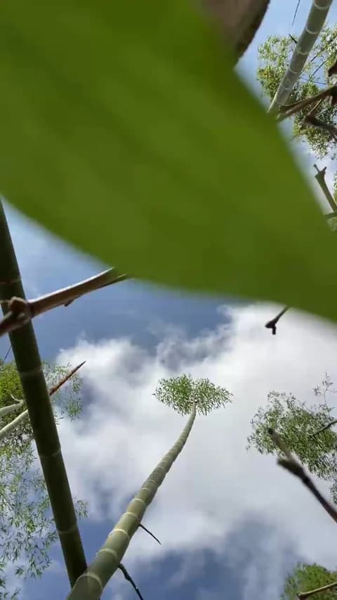 Premium: Stailers HD (41 min) - January 14, 2026 15:42